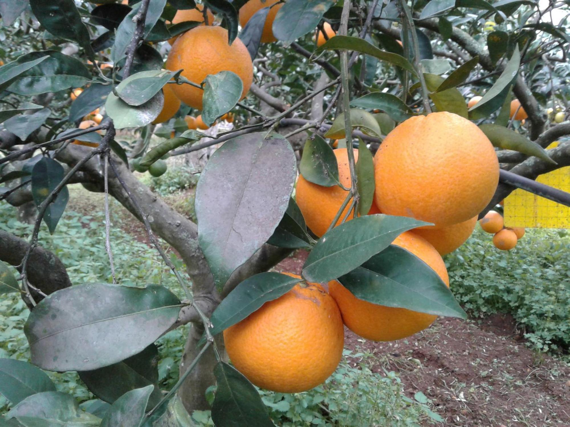 La Mimosa Case Vacanze Μαρσάλα Εξωτερικό φωτογραφία