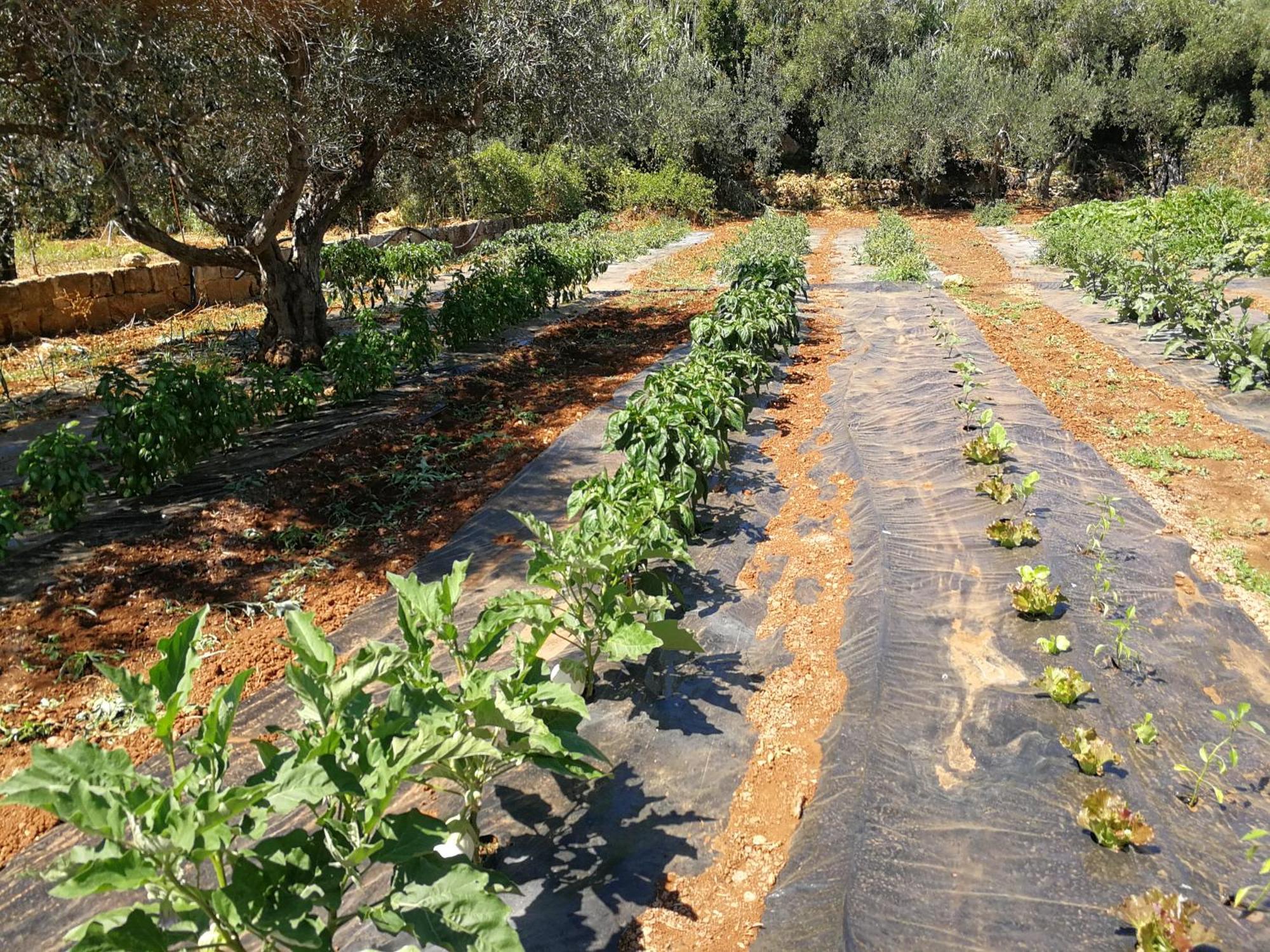 La Mimosa Case Vacanze Μαρσάλα Εξωτερικό φωτογραφία