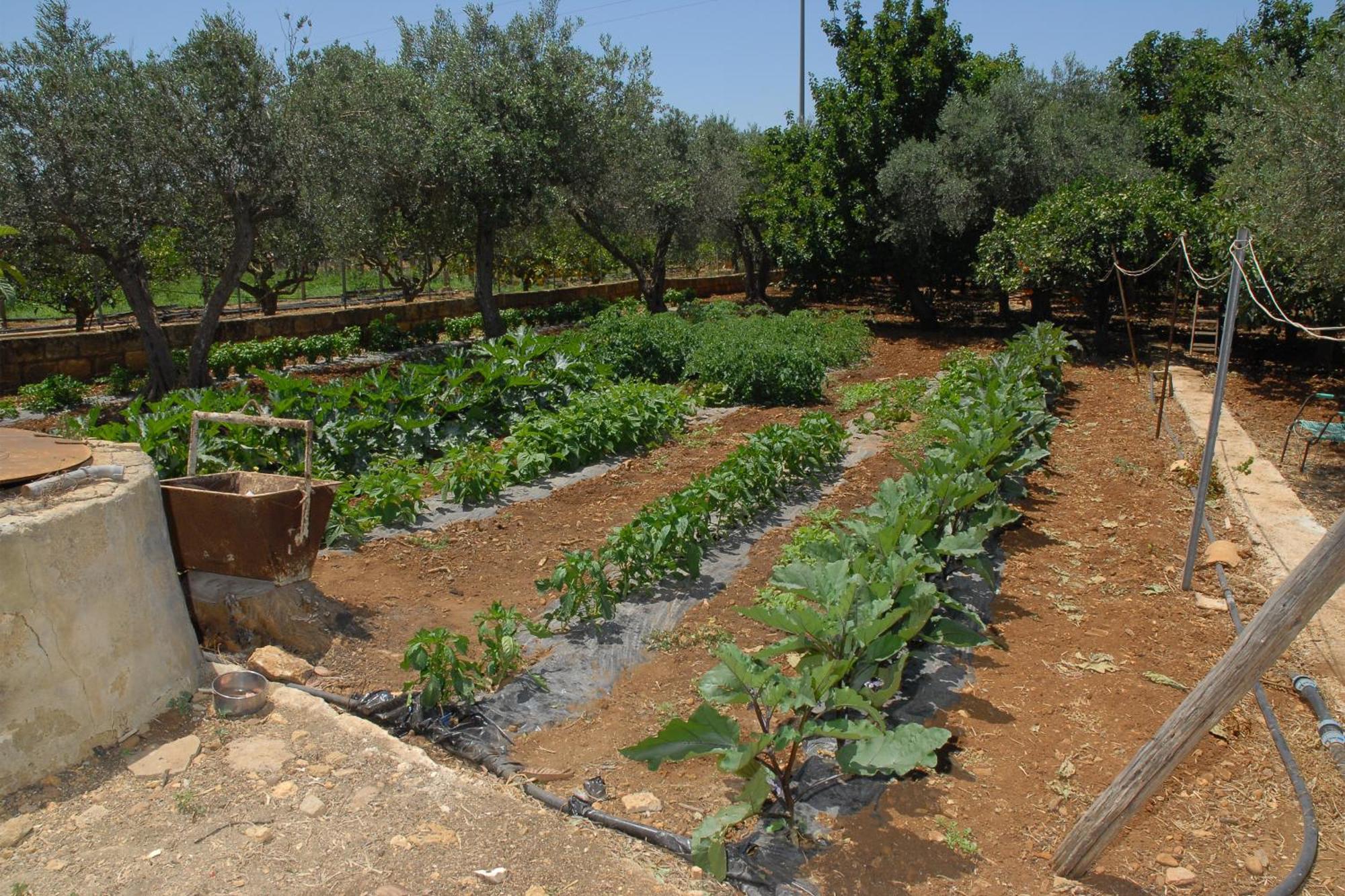 La Mimosa Case Vacanze Μαρσάλα Εξωτερικό φωτογραφία