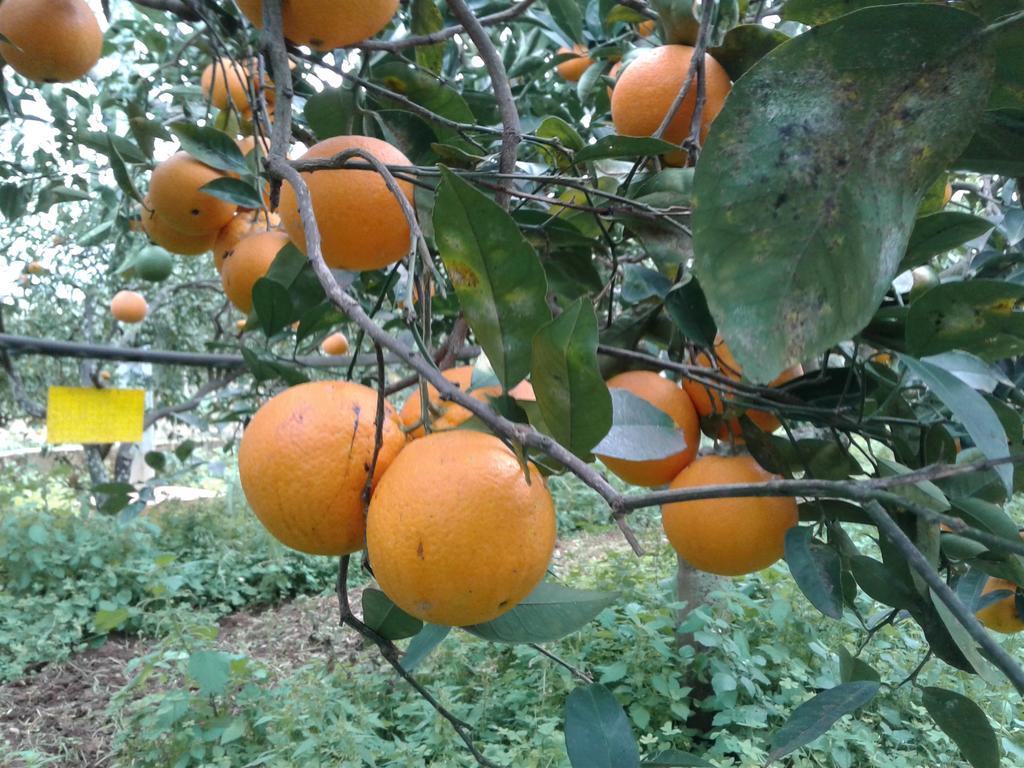 La Mimosa Case Vacanze Μαρσάλα Εξωτερικό φωτογραφία